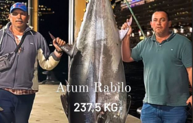 Atum rabilho com 237 quilos capturado, na Madeira