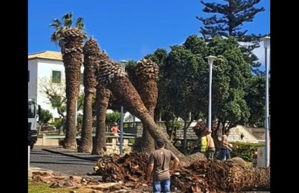 Porto Santo sem palmeiras (com vídeo)