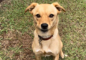 Ajude a encontrar a Molly