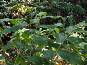 Geógrafo Raimundo Quintal teme desclassificação da Floresta Laurissilva