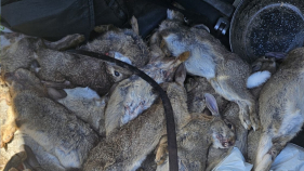 Homem "apanhado" com 23 coelhos mortos