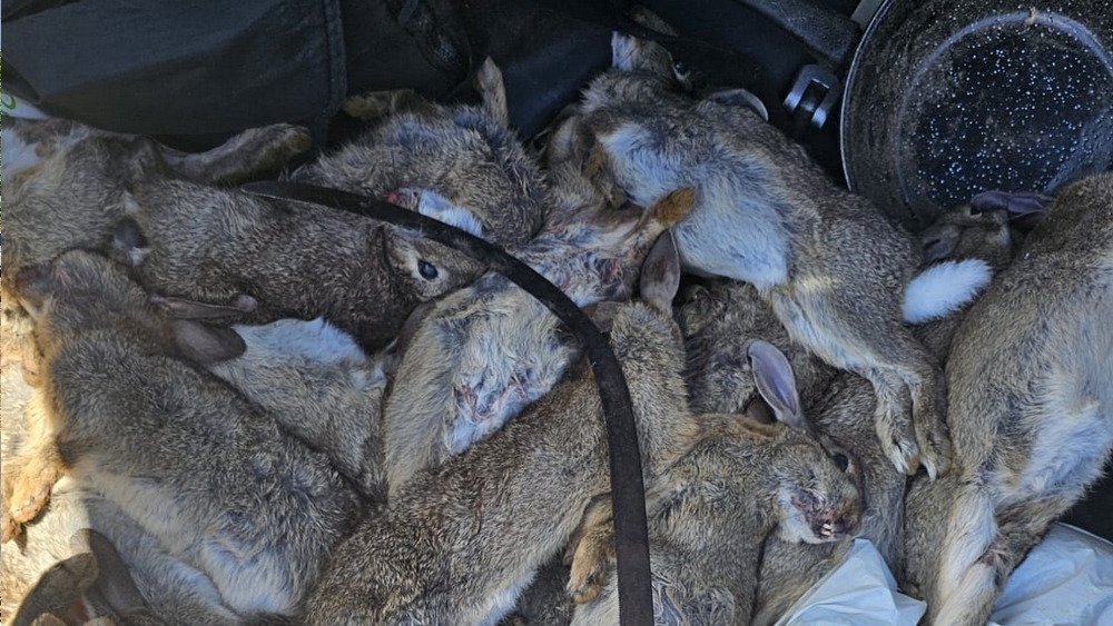 Homem "apanhado" com 23 coelhos mortos