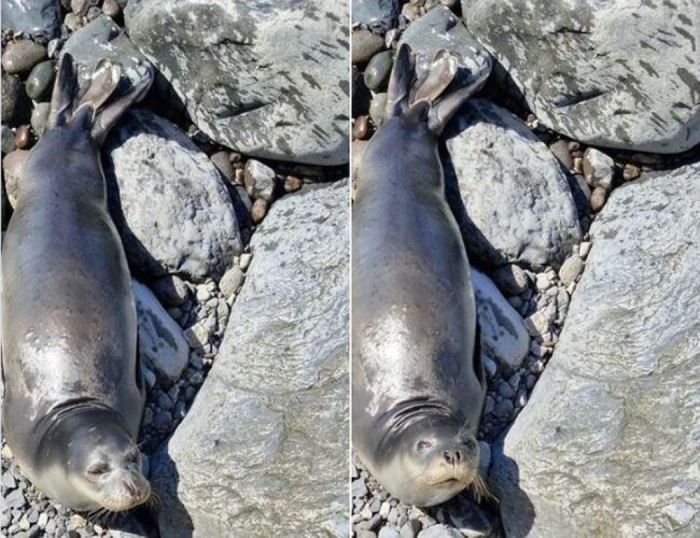 Lobo Marinho na Praia Formosa