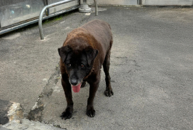 Morreu o c&atilde;o mais acarinhado da baixa da cidade de C&acirc;mara de Lobos