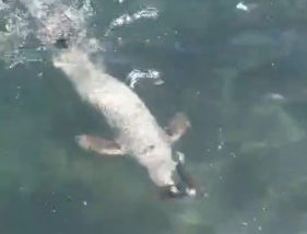 Lobo Marinho surpreende em Santa Cruz (com v&iacute;deo)