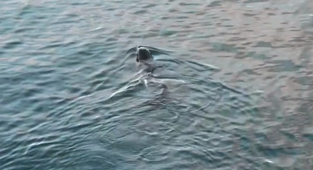 Lobos-marinhos e tubarões nos mares da Madeira encerram praias