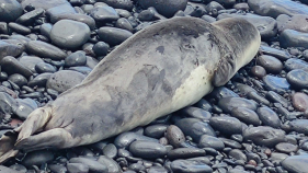 Lobo Marinho em terra na praia do Porto Novo (com v&iacute;deo)