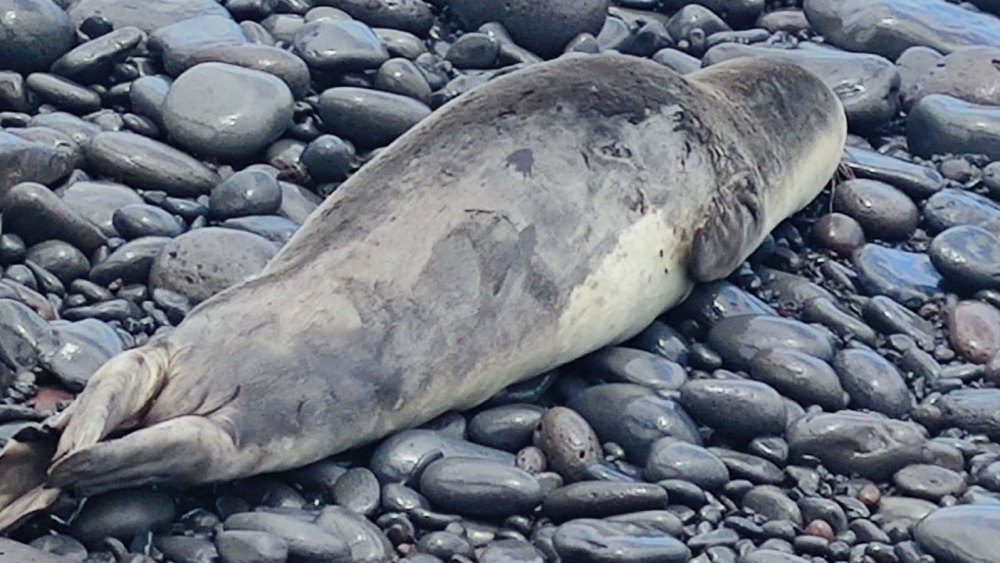 Lobo Marinho em terra na praia do Porto Novo (com vídeo)