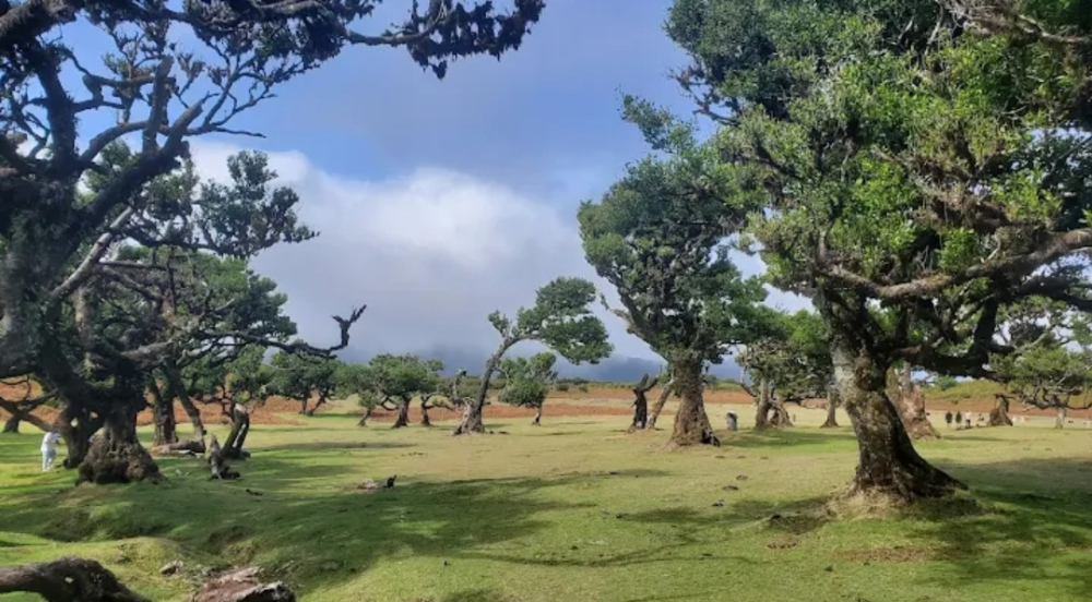 Queda fatal no Fanal