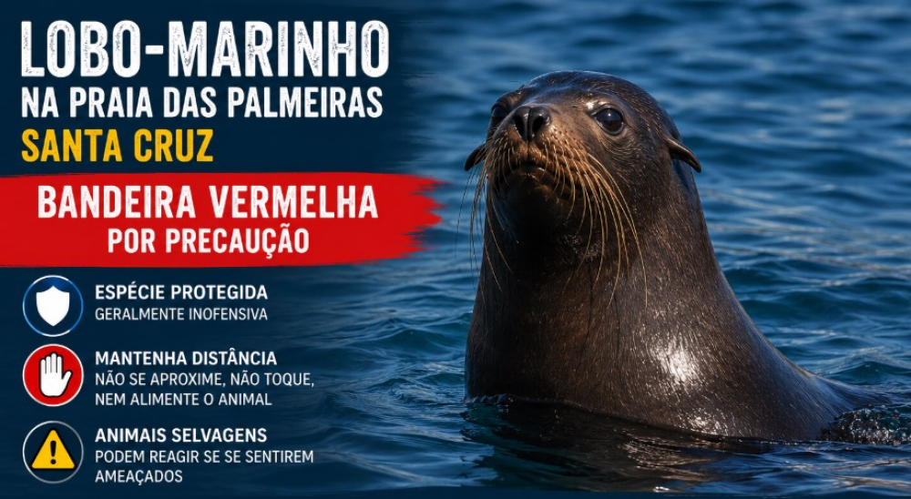 Lobo-marinho na Praia das Palmeiras obriga ao hastear da bandeira vermelha