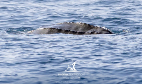 Encontro raro com a maior tartaruga marinha ao largo da Madeira