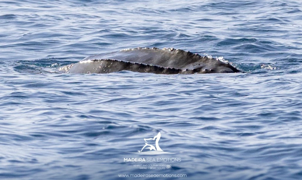 Encontro raro com a maior tartaruga marinha ao largo da Madeira