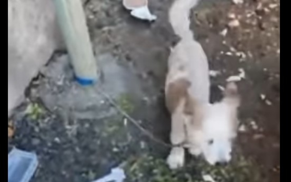 Associação encontra cão amarrado a poste (vídeo)