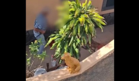 Madeira em choque com agress&atilde;o violenta a labrador, no Cani&ccedil;al (com v&iacute;deo)