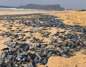 Velelas "invadem" areal do Porto Santo (com v&iacute;deo)