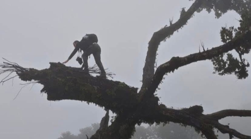 Homem trepa árvore centenária, no Fanal