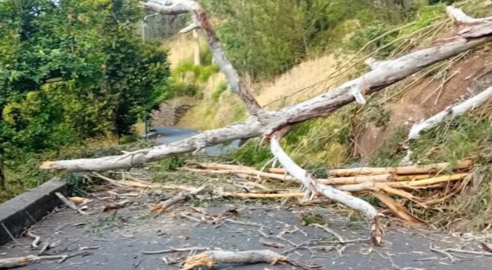 Queda de árvore fecha estrada