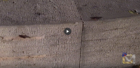 Baratas &agrave; solta no Funchal (com v&iacute;deo)