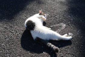 Gale&atilde;o chocado com envenenamento de gatos