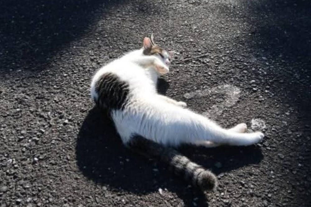 Galeão chocado com envenenamento de gatos