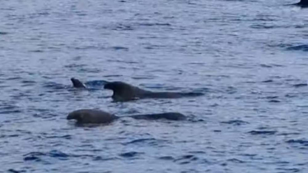 Imagens impressionantes de baleias-piloto nos mares da Madeira (com vídeo)