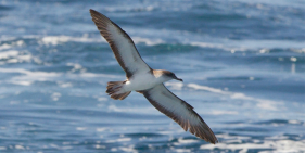 Confirmado primeiro caso de gripe das aves, na Madeira