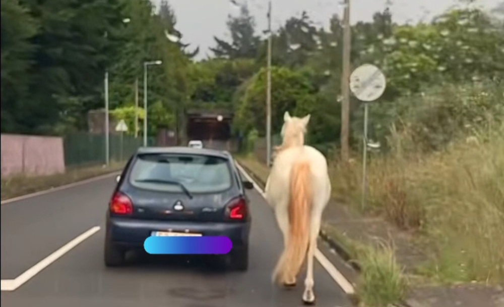 Cavalo com trela presa a um carro (com vídeo)