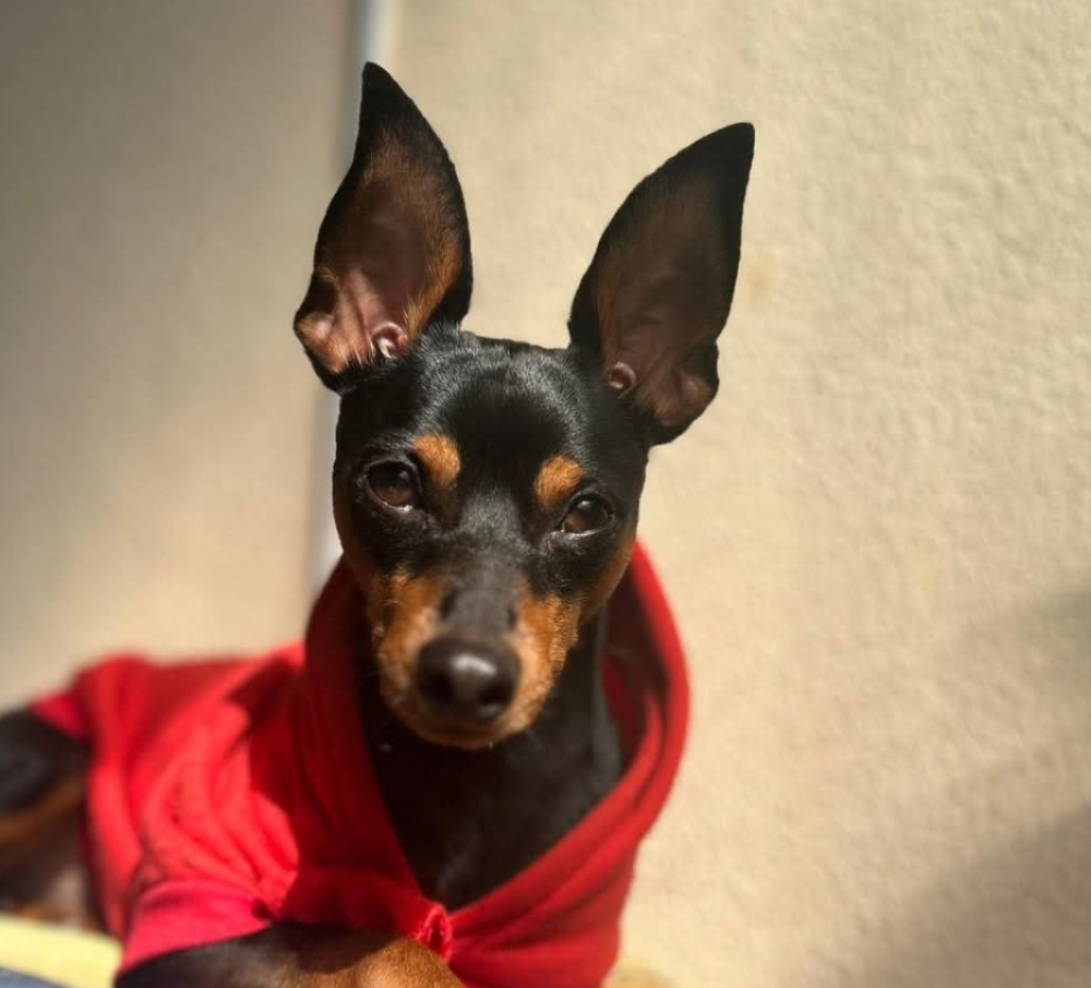 Cão desaparecido em Santo António