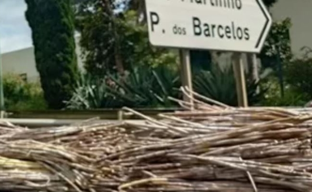 Cana-de-açúcar na via rápida