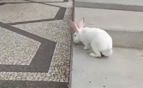 Coelho gigante saltita na Avenida e chama a aten&ccedil;&atilde;o de quem passa (v&iacute;deo)