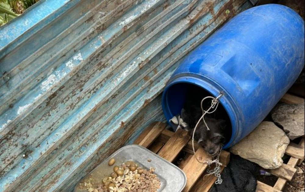 Ajuda Alimentar Cães encontrou animais "doentes e presos a bidões" (com vídeo)