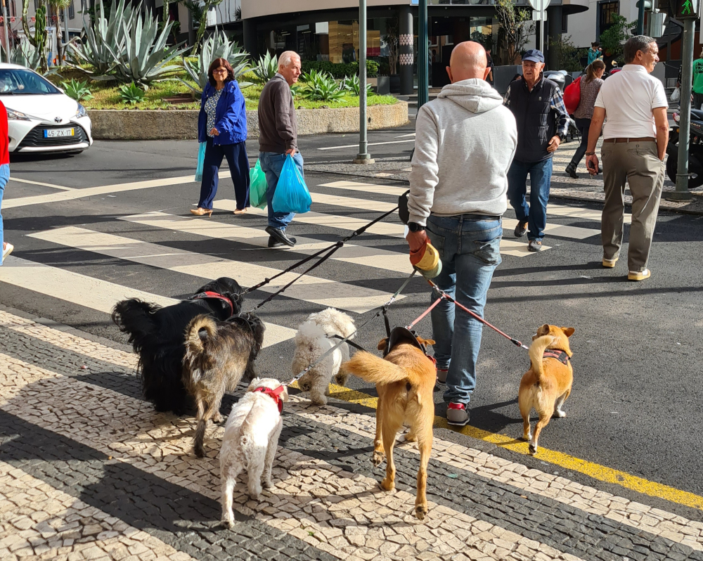 Dia de passear os cães no Funchal (vídeo)