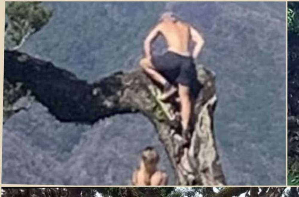 Cidadãos escalam árvores no Fanal