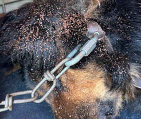 Cadela acorrentada encontrada morta ap&oacute;s anos de den&uacute;ncias por alegada neglig&ecirc;ncia no Bairro da Quinta Falc&atilde;o