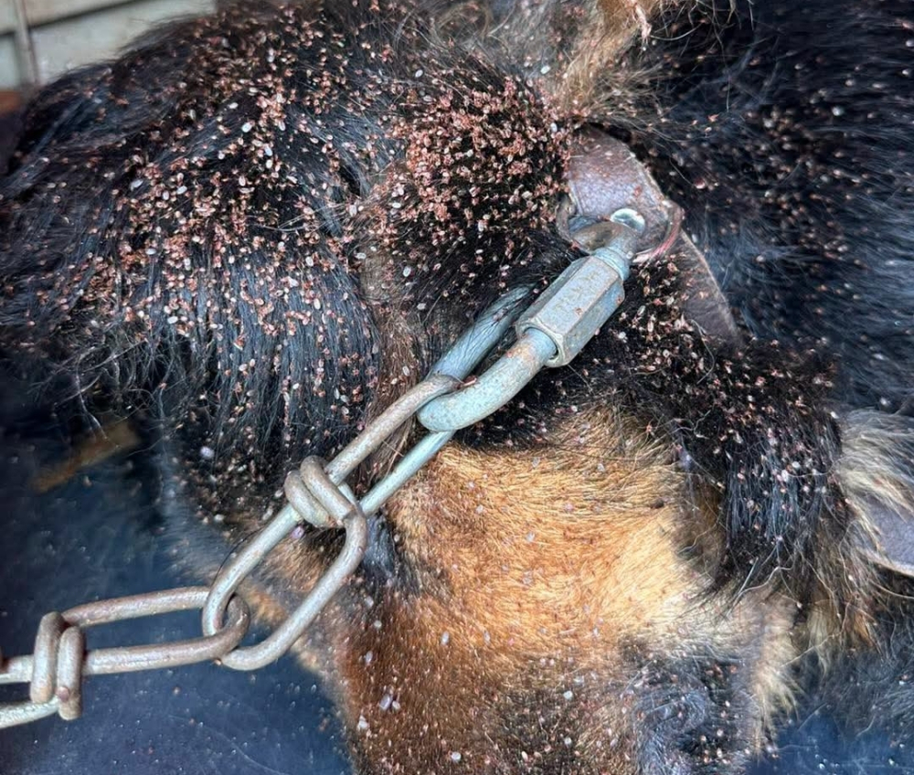 Cadela acorrentada encontrada morta após anos de denúncias por alegada negligência no Bairro da Quinta Falcão