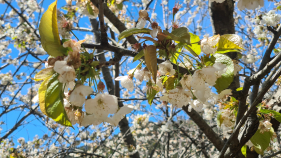 Cerejeiras em Flor no Jardim da Serra (com v&iacute;deo)