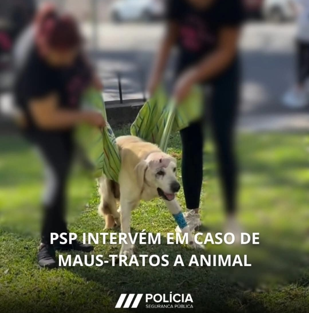 PSP apela à denúncia de maus-tratos a animais