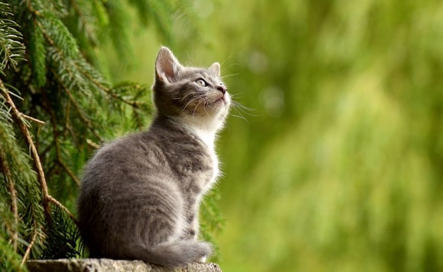 Em Nome da Lei: Estatuto dos Animais