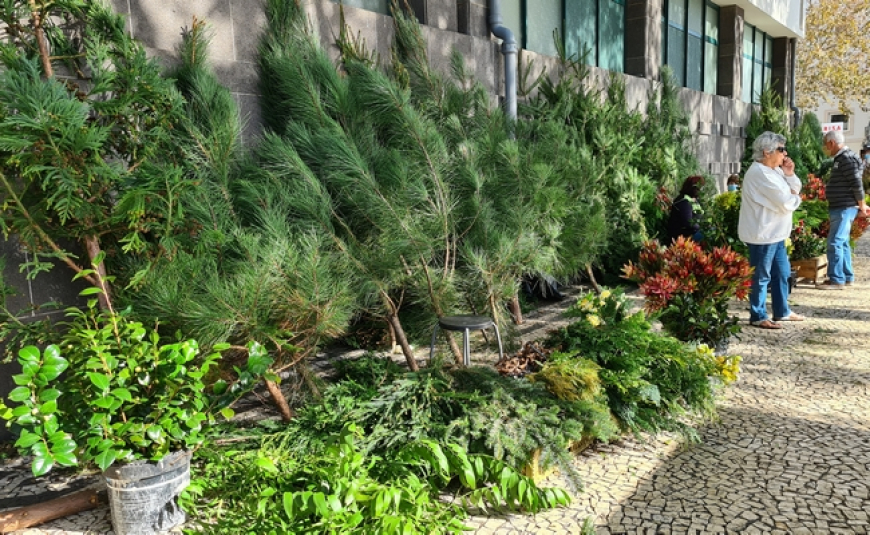 Dias da Festa: As ramagens do Natal