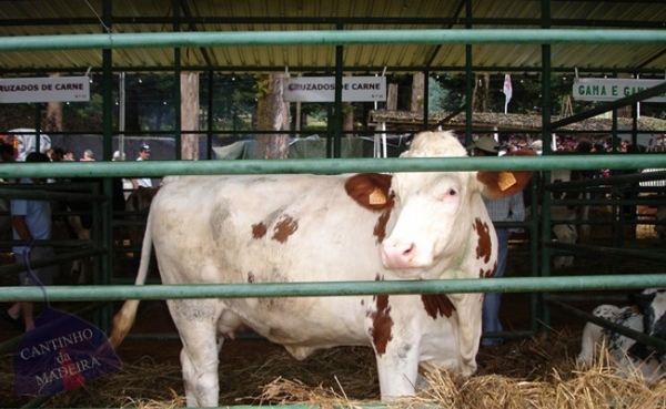 Feira do Gado (com v&iacute;deo)