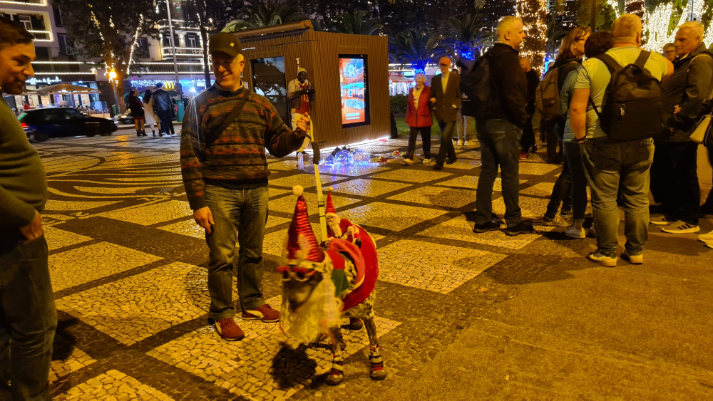 Cão vestido de Pai Natal encanta quem passeia pelo Funchal (com vídeo)