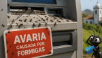 Formigas no multibanco
