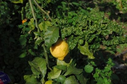Limoeiro