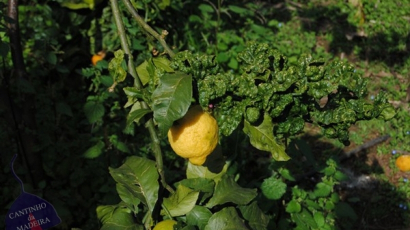 Limoeiro